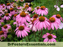 Echinacea Research Study